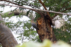 Melanerpes hoffmannii