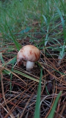 Validae