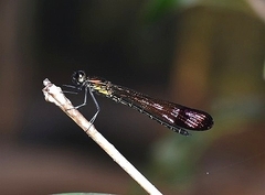 Heliocypha bisignata