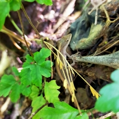 Anolis nebulosus