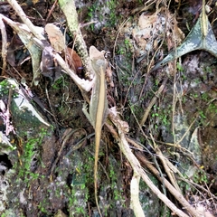 Anolis nebulosus