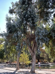Eucalyptus polyanthemos