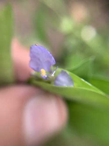 Commelina pallida (Commelina pallida)