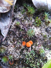 Phaeohelotium baileyanum