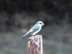 Tachycineta albilinea