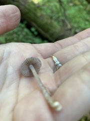 Inocybe lilacina