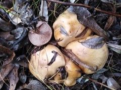 Cortinarius caperatus