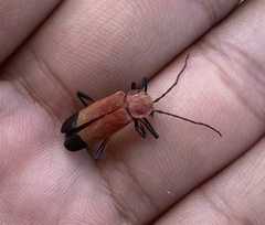 Chauliognathus lecontei