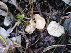 Rhodocybe