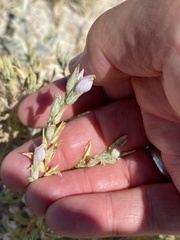 Chloropyron tecopense