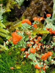 Cladonia cristatella