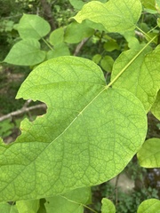 Catalpa bignonioides