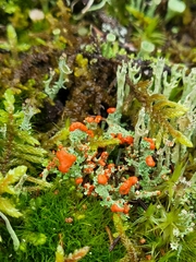 Cladonia cristatella