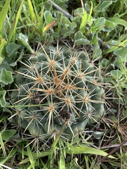 Coryphantha