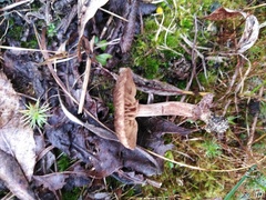 Entoloma vernum