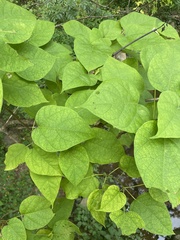 Catalpa bignonioides