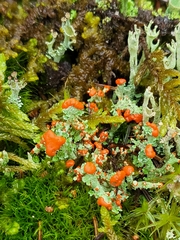 Cladonia cristatella