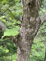 Catalpa bignonioides