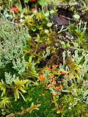 Cladonia cristatella