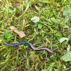 Plestiodon callicephalus