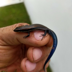 Plestiodon callicephalus