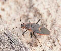 Leptocoris mitellatus