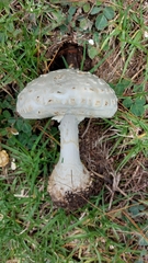 Amanita advena
