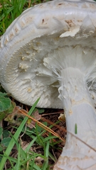Amanita advena