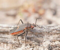 Leptocoris mitellatus