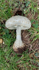 Amanita advena