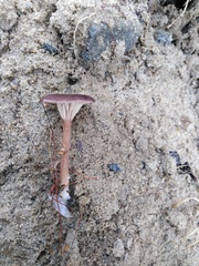 Cantharellula umbonata