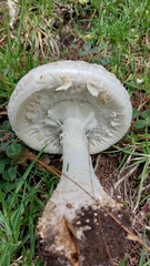 Amanita advena