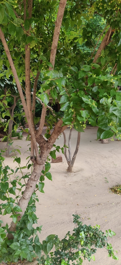 Nyctanthes arbor-tristis, 72X9+7J7, Sodagaran Mohalla, Jodhpur, Rajasthan 342001, India