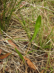 Cryptostylis