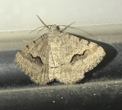 Frederickia s-signata