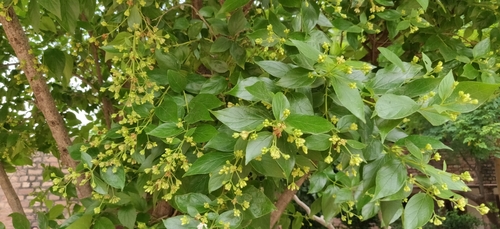 Nyctanthes arbor-tristis