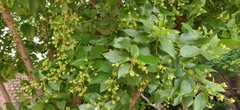 Nyctanthes arbor-tristis