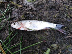 Leuciscus idus