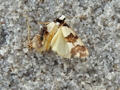 Philenora aspectalella