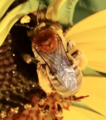 Melissodes trinodis
