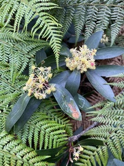 Tasmannia lanceolata