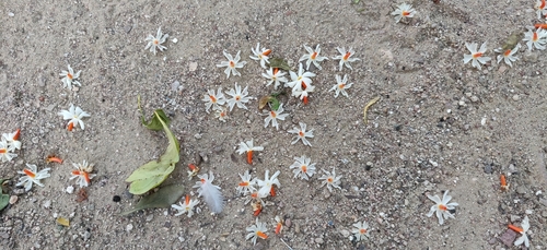 Nyctanthes arbor-tristis