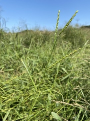 Urochloa platyphylla