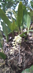 Bulbophyllum