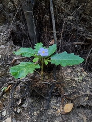 Solanum vicinum