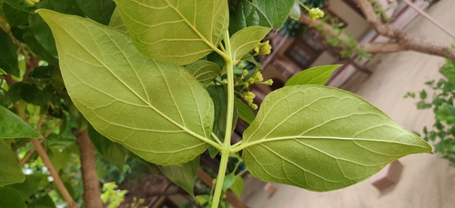 Nyctanthes arbor-tristis