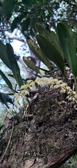Bulbophyllum