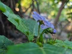 Solanum vicinum
