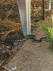 Crotalus oreganus