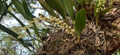 Bulbophyllum